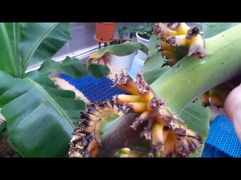 Видео: Размножение банана. Безпроблемный экзот.