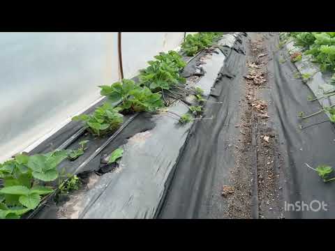 Видео: Полный срез кустов клубники, самодельные бугры и поиск идеального агроспана.