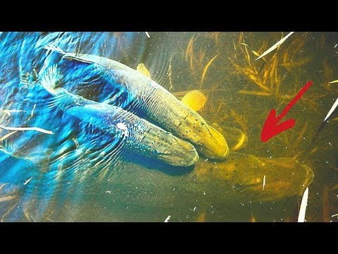 Видео: Когда нерест Щуки? Когда Клев Щуки? Посленерестовый период щуки