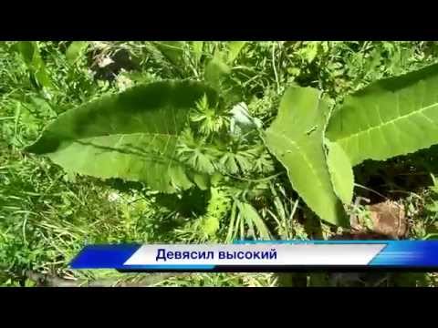 Видео: Травы Кавказа