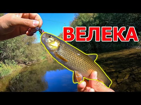 Видео: КЕФАЛ СЛЕД КЕФАЛ!  УНИКАЛЕН ДЕН ПО РЕКАТА!