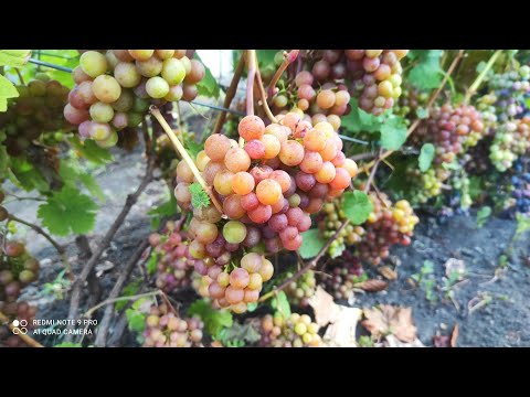 Видео: Технические сорта винограда Зигерребе,Маршал Фош,Шасла мускатная!2023