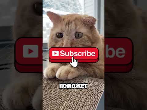 Видео: 🍍🍷⁉НИКОГДА НЕ ОТКРЫВАЙ МАШИНУ‼️