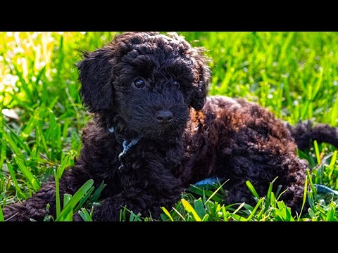 Видео: Schnoodle — 15 самых интересных фактов, которые вам нужно знать (видеоподборка)