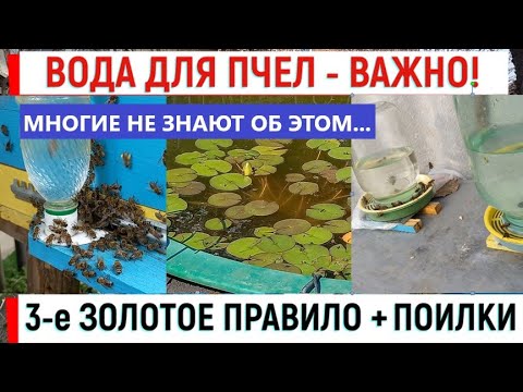 Видео: Вода для пчел - это важно! Как напоить пчел правильно. Обзор поилок.