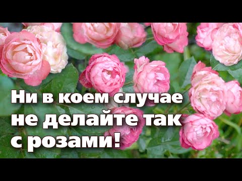 Видео: ОСЕННИЙ УХОД ЗА РОЗАМИ. ЧТО ДЕЛАТЬ МОЖНО, А ЧТО НЕЛЬЗЯ!