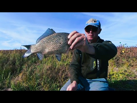 Видео: Ловлю карася и плотву,  самый простой способ!