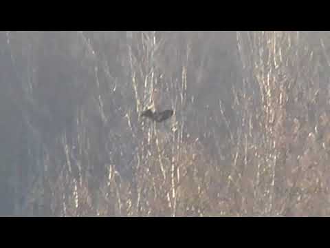 Видео: Чз 455 22 вмр охота на тетерева