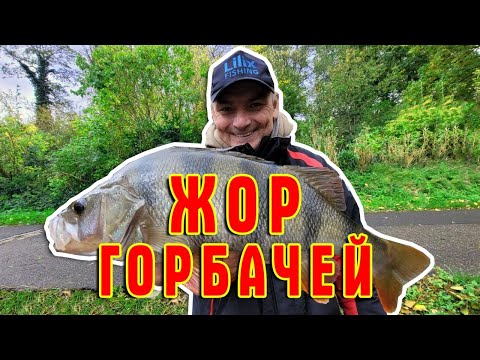 Видео: Жор горбачей
