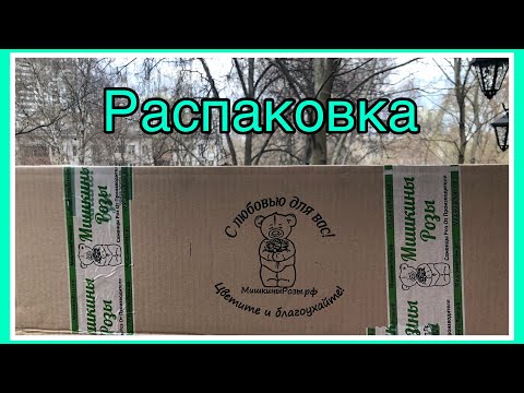 Видео: Питомник МИШКИНЫ РОЗЫ | распаковка посылки