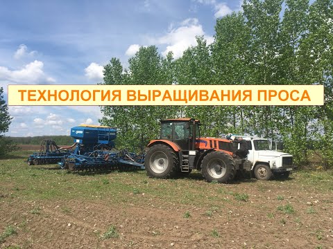 Видео: Технология выращивания проса