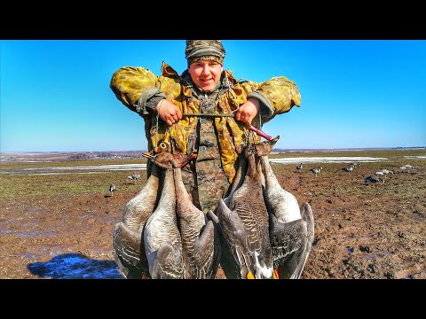 Видео: ОХОТА НА ГУСЯ : ТЫСЯЧИ ПТИЦ И НЕВЕРОЯТНЫЕ ВЫСТРЕЛЫ