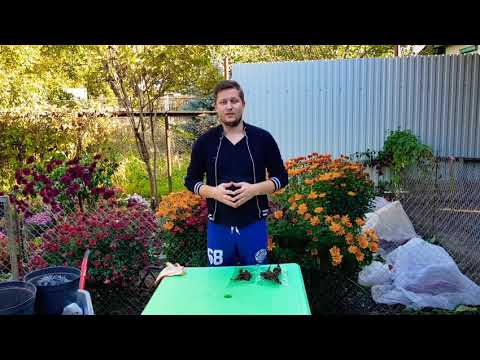 Видео: Как хранить корни пионов до весны