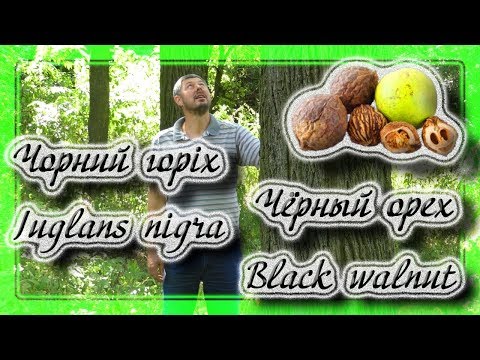 Видео: Черный орех, Black walnut, Juglans nigra.
