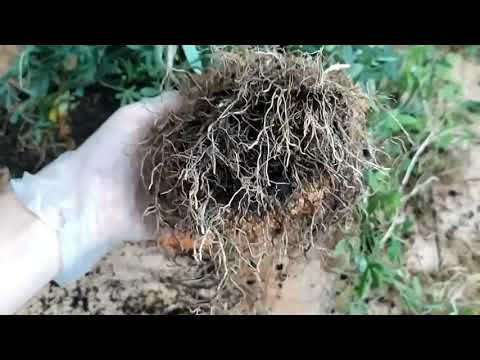 Видео: Замена грунта Пассифлоре