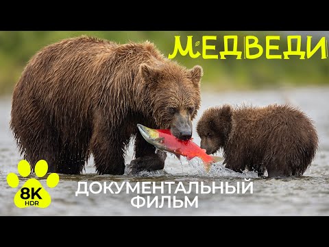 Видео: Что надо знать о медведях - Документальный фильм о дикой природе в 8К HDR