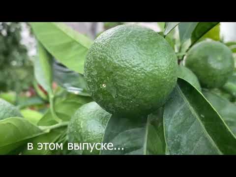 Видео: Турция 2022 Delphin Botanik Platinum
