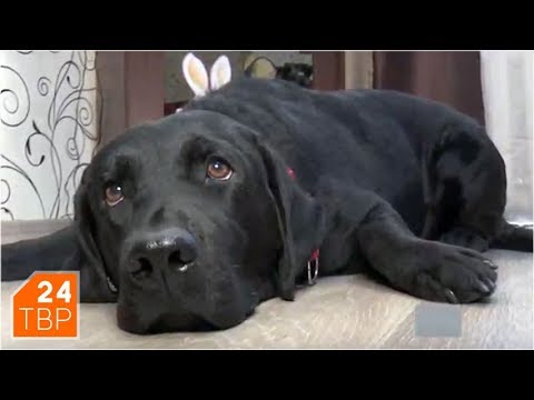 Видео: Собака-поводырь Натальи Мацневой знает много дорог | Элита | ТВР24 | Хотьково