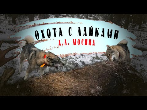 Видео: Охота с лайками А.Л. Мосина