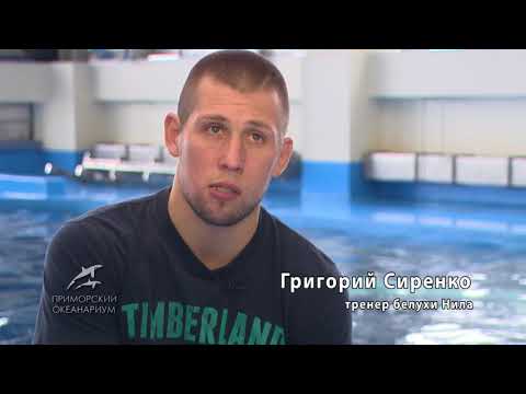 Видео: Белухи и их тренеры