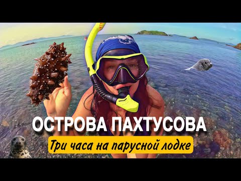 Видео: Острова Пахтусова. Поймали трепанга и встретили нерпу. На парусной лодке шли всего 3 часа.