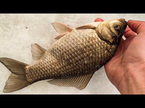 Видео: Он ЗАГНУЛ КИВОК, и начался НОЧНОЙ ЖОР!! Карась КЛЮЁТ в ЗАБРОС, ДУПЛЕТАМИ!! Ловить уже НАДОЕЛО...