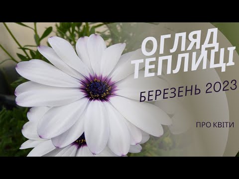 Видео: Огляд теплиці березень  2023 р.