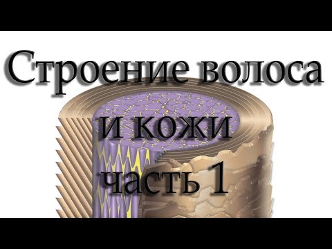 Видео: Строение волоса и кожи. Часть 1