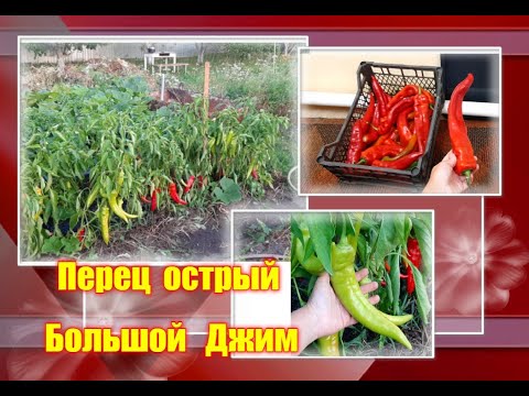 Видео: ✅ Перец горький сорт Большой Джим. Один из самых больших сортов горького перца !