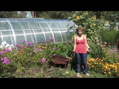 Видео: Обрезаем листья виктории. Сайт sadovymir.ru