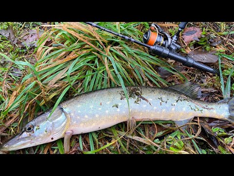 Видео: Микро-джиг поздней осенью! ЩУКА, ОКУНЬ рыбалка на CF Nano One Air 0.3-2.5g