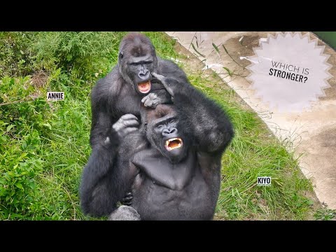 Видео: Братья и сестры-гориллы испытывают огромную радость друг от друга! | Группа Шабани