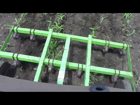 Видео: Всходы кукурузы после конной сеялки.