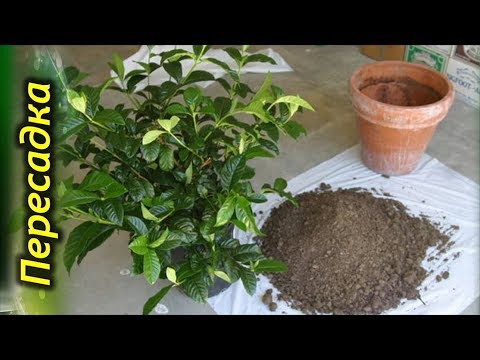 Видео: Секреты пересадки Гардении. Какой горшок и грунт выбрать.