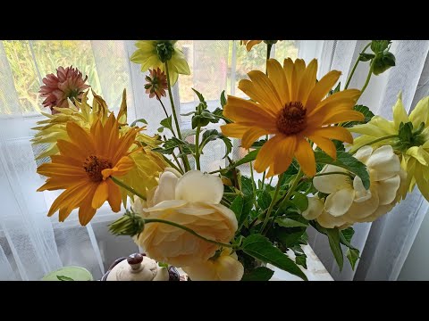 Видео: Мой маленький сад в октябре 2025г Бабушка с камерой🤗👍
