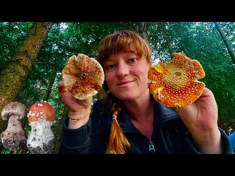 Видео: Мухомор червоний та Мухомор сіро-рожевий/ Amanita muscaria vs Amanita rubescens: відрізнити