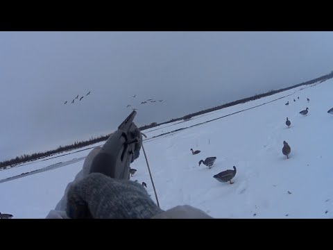 Видео: СЕЗОН 2023: ОЧЕРЕДНАЯ ВЫЛАЗКА ЗА ГУМЕННИКОМ. ОХОТА НА ГУСЯ В ЯКУТИИ.