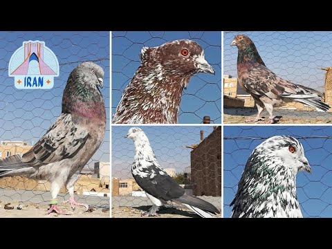Видео: ОТЛИЧНЫЕ ЭКЗЕМПЛЯРЫ ❗️☝️ ГОЛУБИ ИРАНА | Iranian high-flying pigeons | کبوترهای زیبای ایران