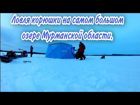 Видео: Имандра. На мотобуксировщике за корюшкой. Гигантская палатка Higashi Yurta Pro.