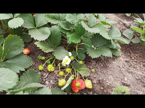 Видео: Деление старого куста клубники. Как обновить и размножить клубнику осенью