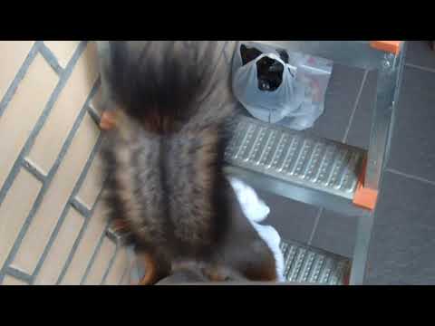 Видео: Дакси строит гнездо 2