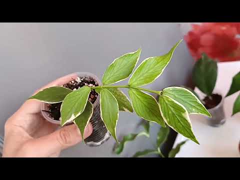 Видео: Мои хойи. Видеообзор.