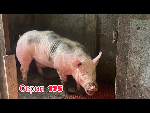 Видео: Что делать , если не работает хряк ❗️❗️❗️❗️❗️❗️ совет @Троицкийпоросенок