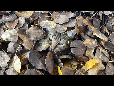 Видео: ОСЕНЬ ДЛЯ КОТОВ В РАДОСТЬ, А МНЕ РАБОТА 