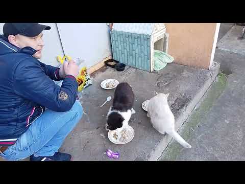 Видео: Бездомные Коты Культурно Кушают!  ☆☆☆