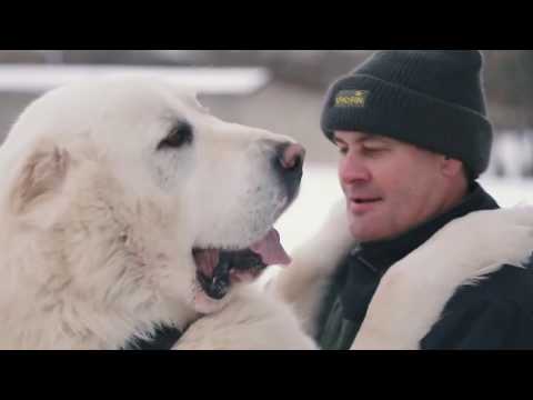 Видео: 10 АНОМАЛЬНО БОЛЬШИХ СОБАК В МИРЕ