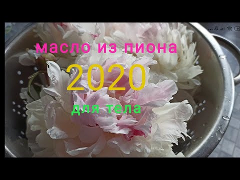 Видео: Пион и как я готовлю масло для тела и лица.