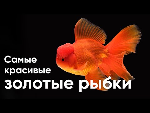 Видео: Самые красивые виды золотых рыбок