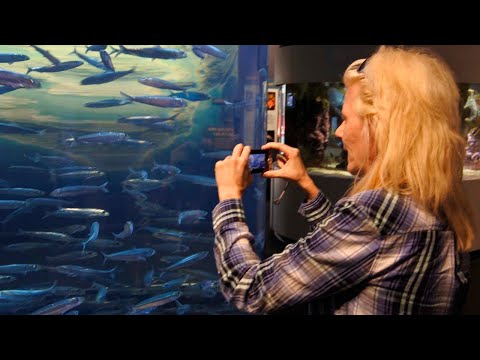 Видео: Путешествие в Сан-Франциско на машине! Aquarium of the Bay! 🚗💨 Моржи, скаты и многое другое!