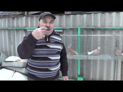 Видео: Внимание ! Показываю желто рябых и сразу даю от глистов ?